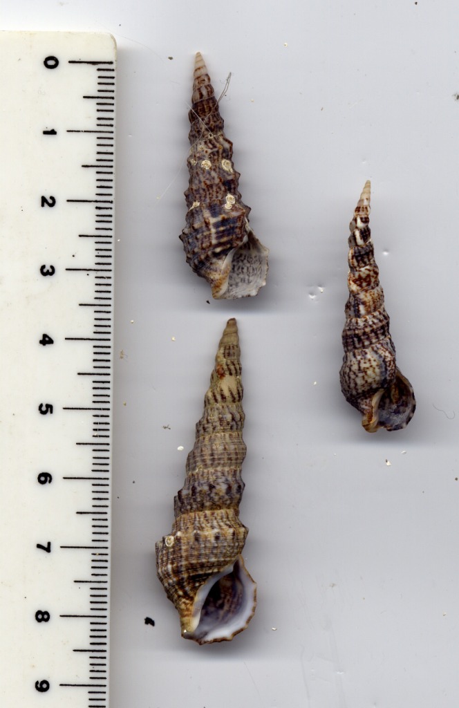 Cerithium vulgatum